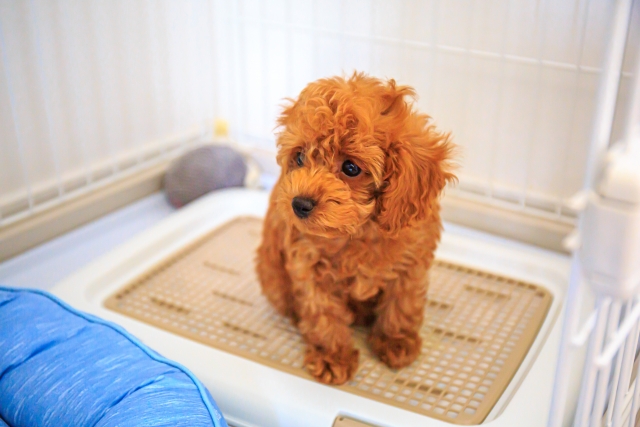 【最新版】犬トイレのはみ出しを防ぐ100均アイデア集